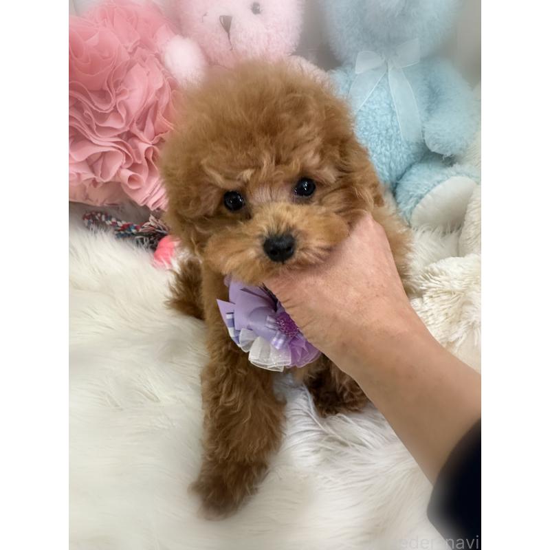 販売中の香川県のタイニープードル-433664の2枚目