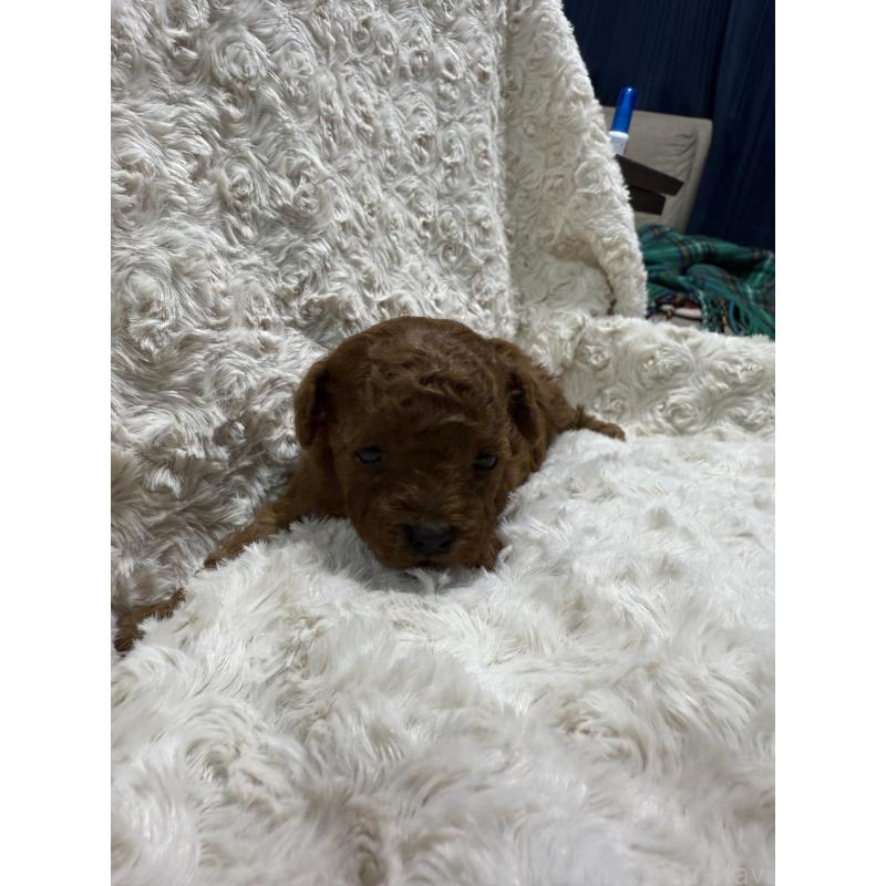 販売中の愛媛県のタイニープードル-441485の3枚目