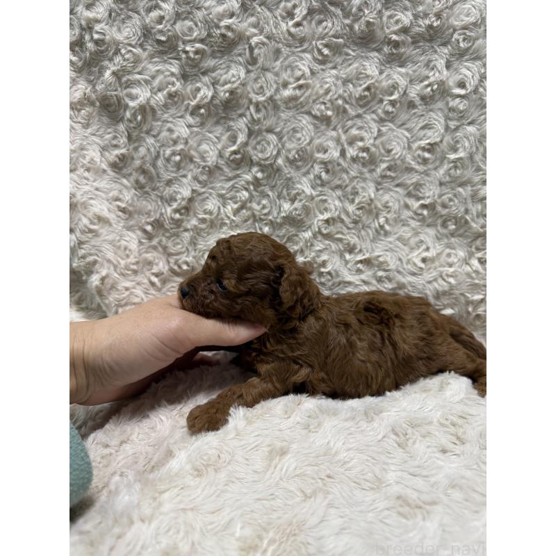 販売中の愛媛県のタイニープードル-441485の2枚目