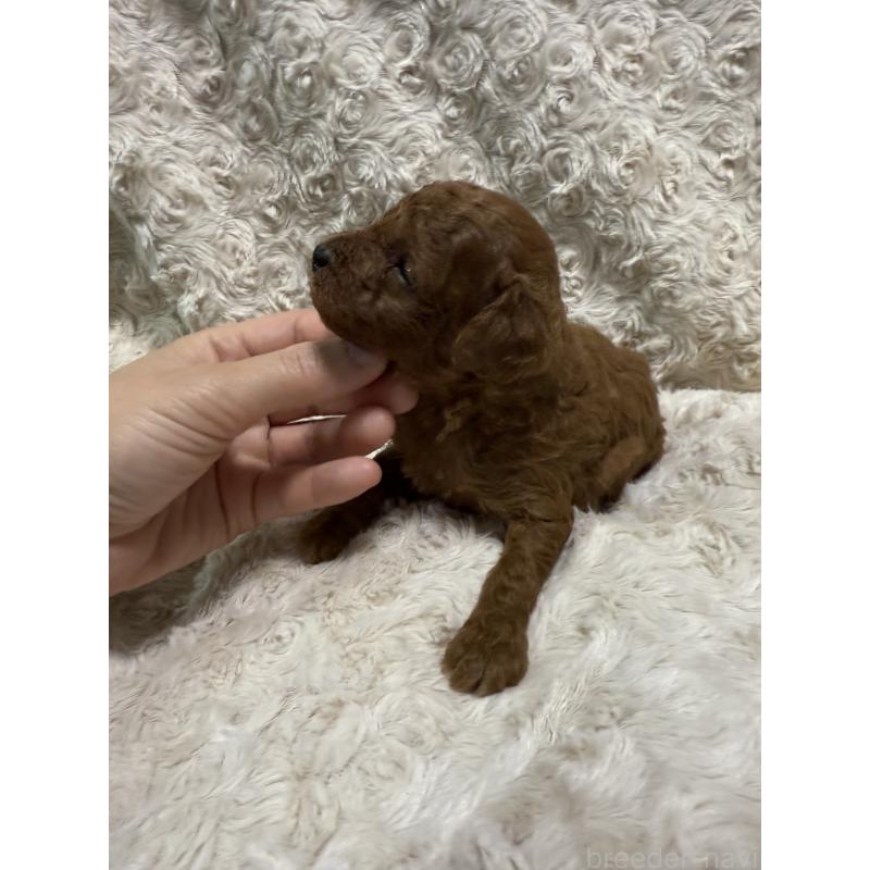 販売中の愛媛県のトイプードル-441486の4枚目