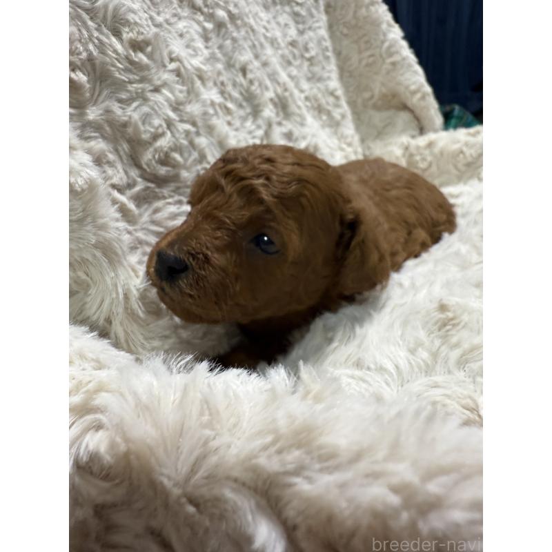 販売中の愛媛県のトイプードル-441486の3枚目