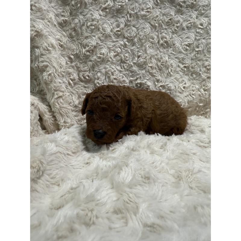 販売中の愛媛県のトイプードル-441487の3枚目