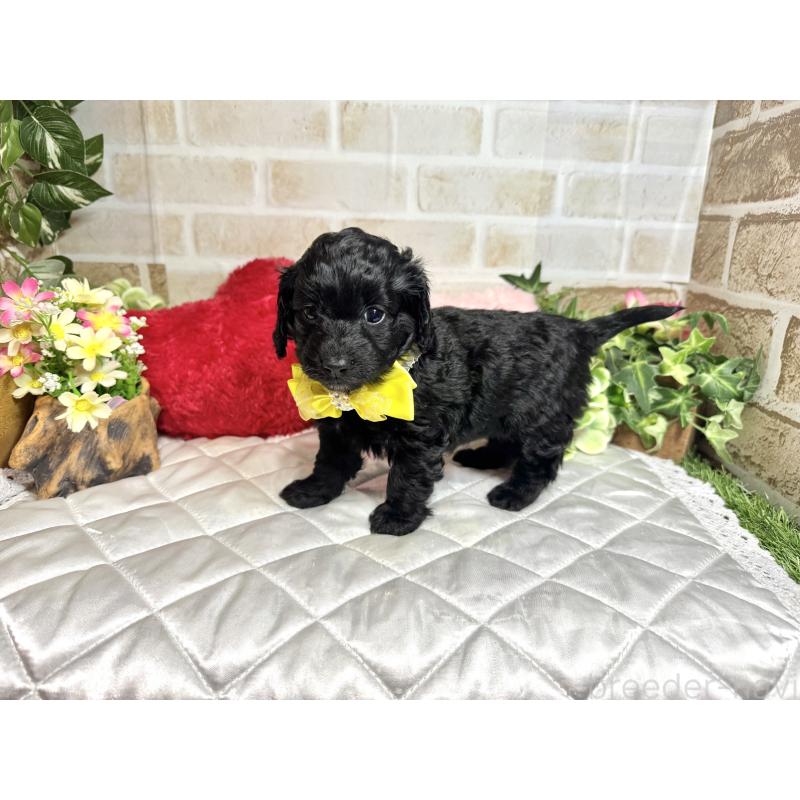 成約済の愛知県のダップー:ミニチュアダックスフンド×トイプードル-435242の4枚目