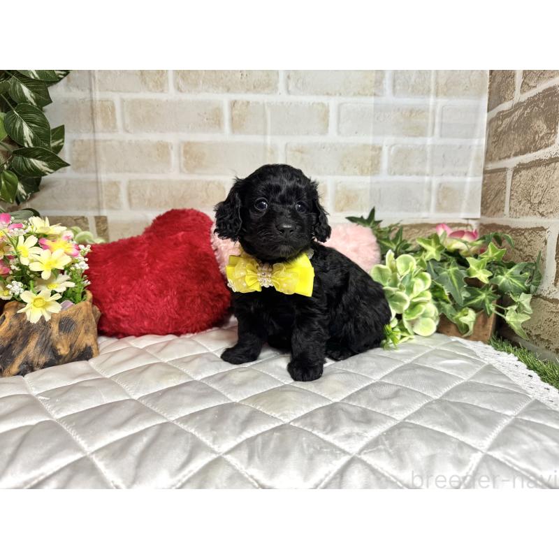 成約済の愛知県のダップー:ミニチュアダックスフンド×トイプードル-435242の3枚目