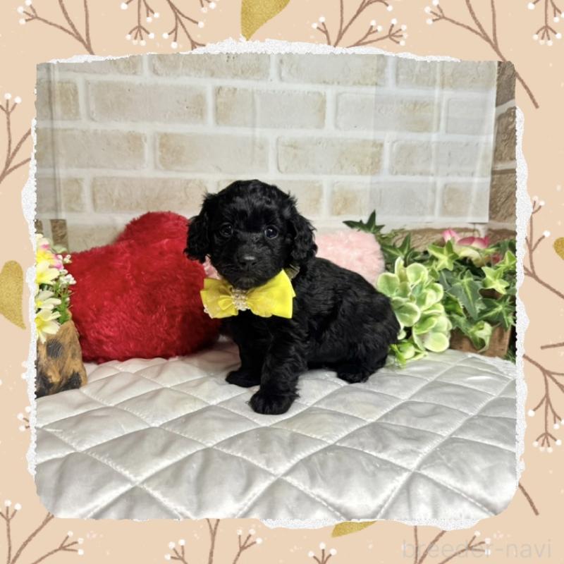 販売中の愛知県のダップー:ミニチュアダックスフンド×トイプードル-435242