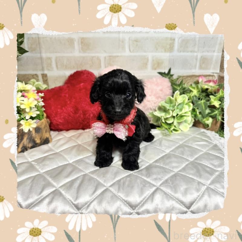 販売中の愛知県のダップー:ミニチュアダックスフンド×トイプードル-435244