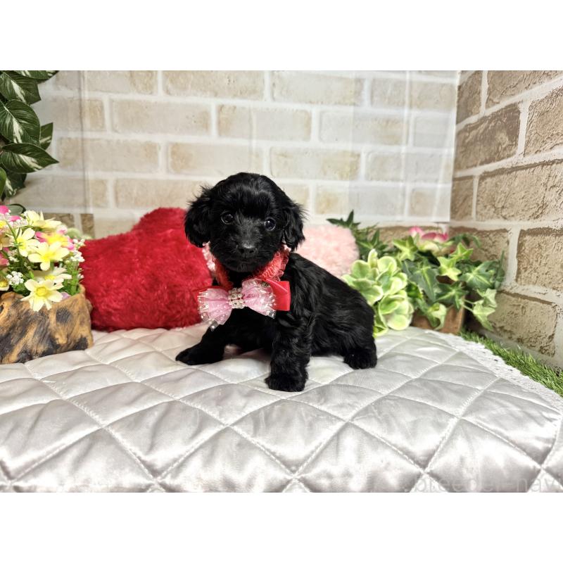 成約済の愛知県のダップー:ミニチュアダックスフンド×トイプードル-435244の3枚目