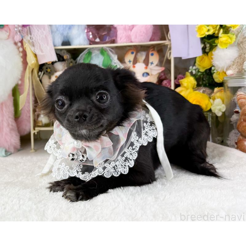 販売中の福岡県のチワワ(ロングコート)-399024の6枚目