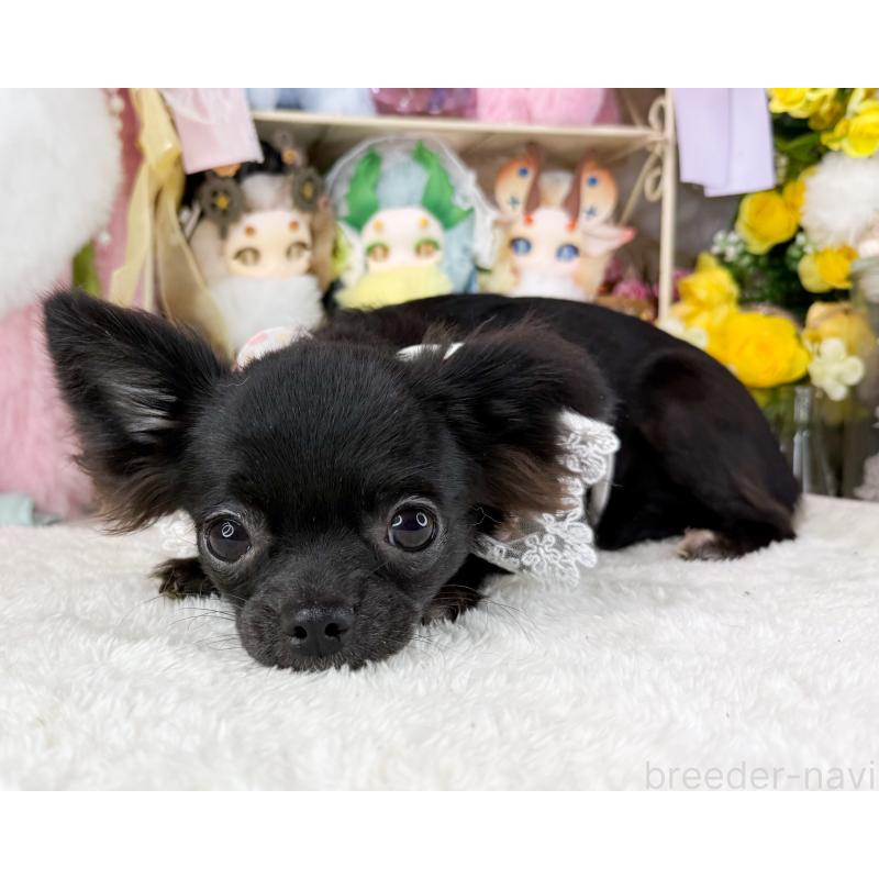 販売中の福岡県のチワワ(ロングコート)-399024の5枚目