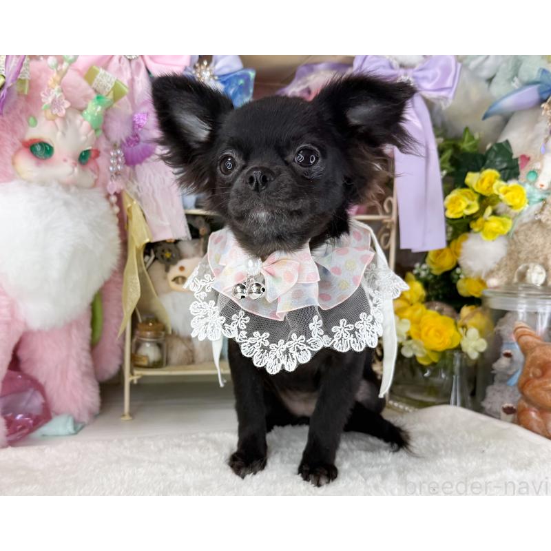 販売中の福岡県のチワワ(ロングコート)-399024の4枚目