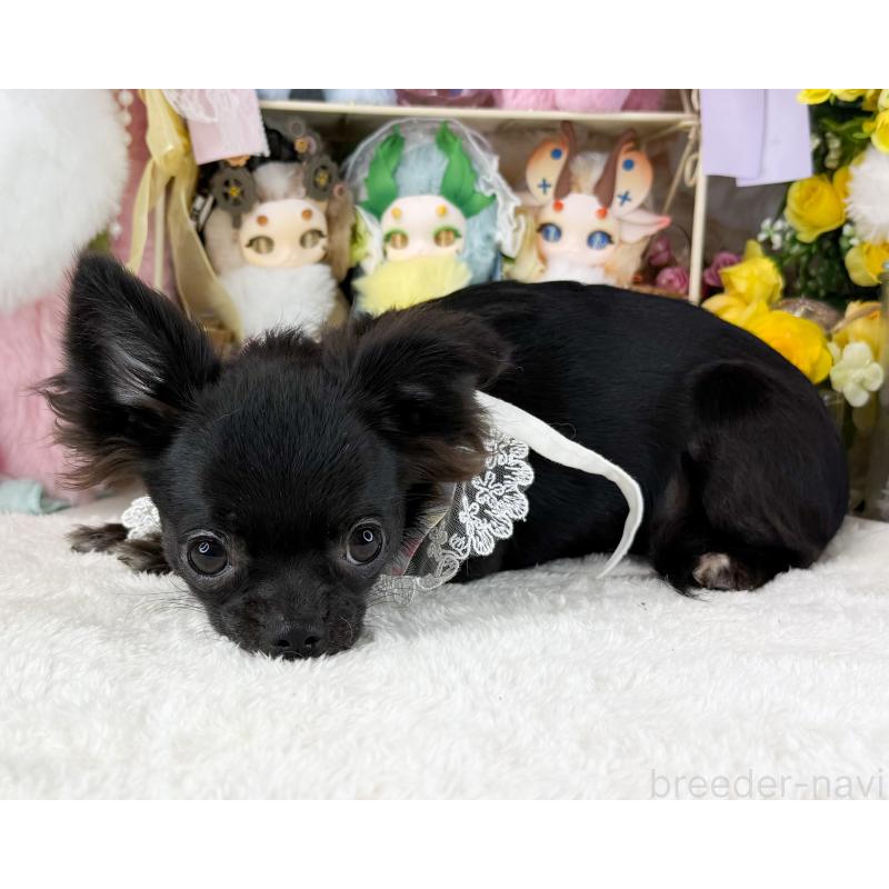 販売中の福岡県のチワワ(ロングコート)-399024の3枚目