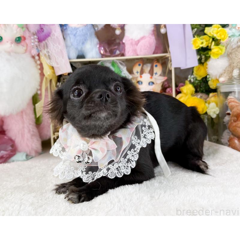 販売中の福岡県のチワワ(ロングコート)-399024の2枚目