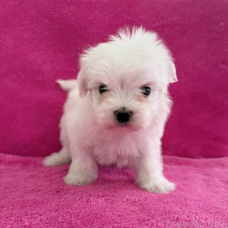 販売中の愛知県のマルチーズ-440200