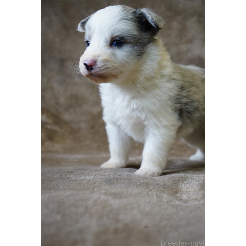 販売中の福岡県のボーダーコリー-441652の5枚目