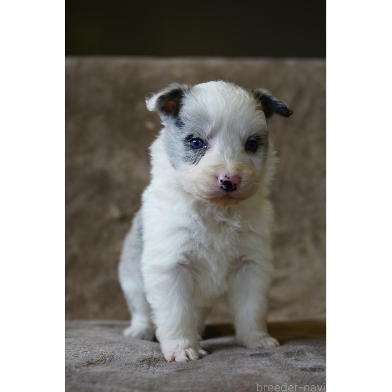 販売中の福岡県のボーダーコリー-441652の4枚目