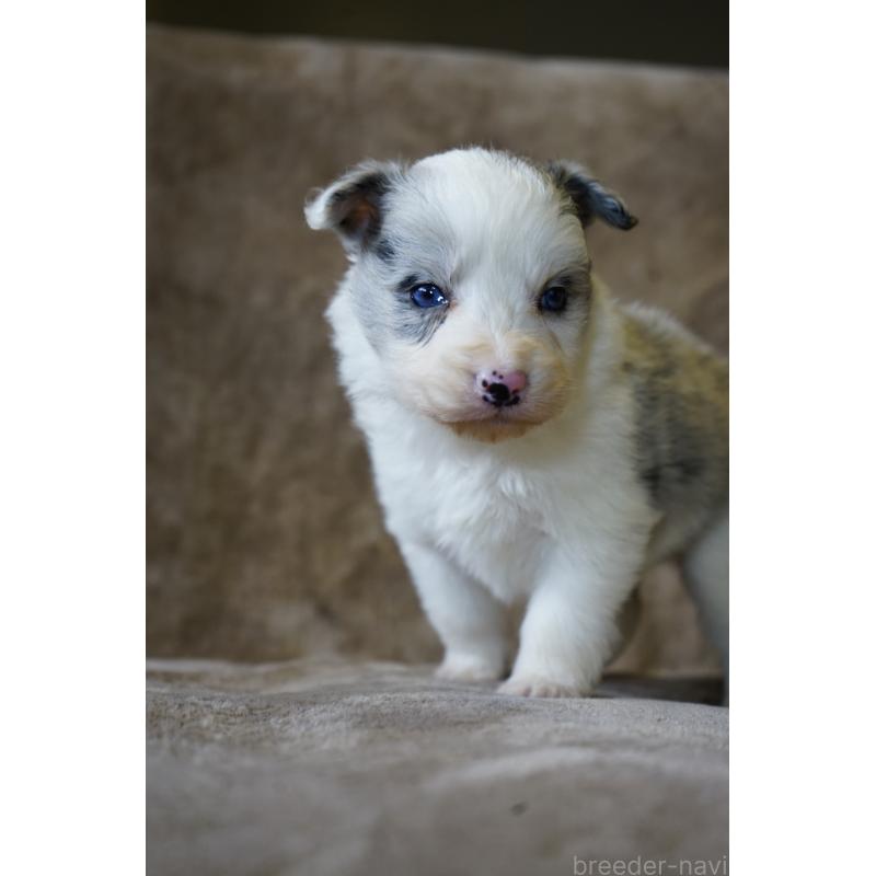 販売中の福岡県のボーダーコリー-441652の3枚目