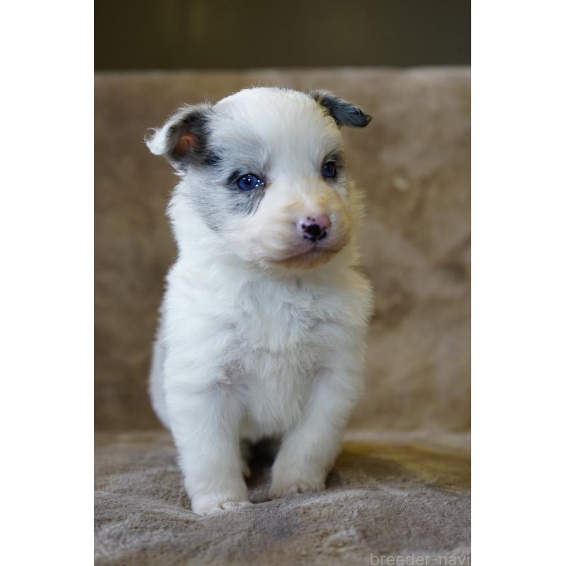 販売中の福岡県のボーダーコリー-441652の2枚目