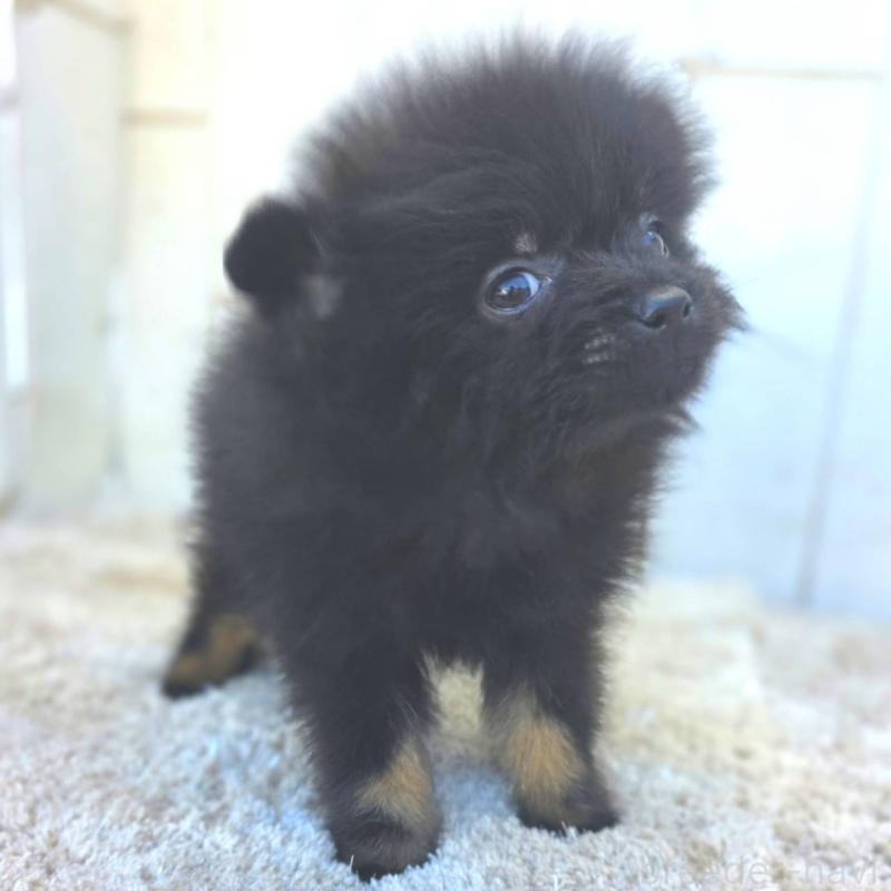 成約済の茨城県のポメラニアン-437268の11枚目