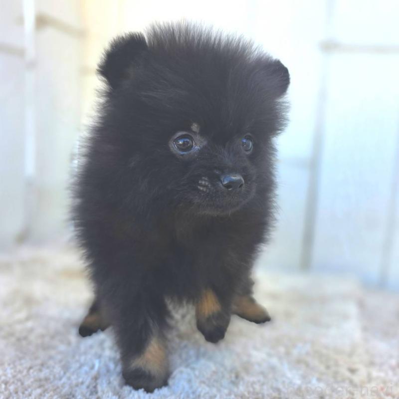 成約済の茨城県のポメラニアン-437268の10枚目