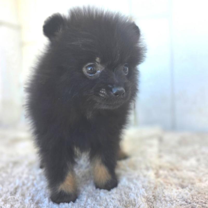 成約済の茨城県のポメラニアン-437268の9枚目