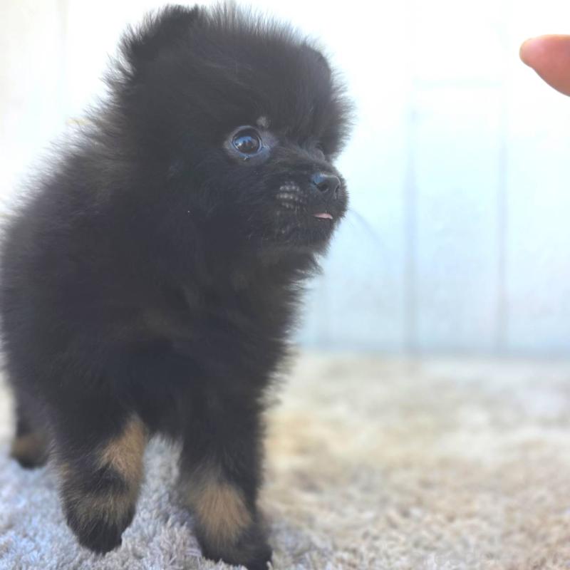 成約済の茨城県のポメラニアン-437268の8枚目