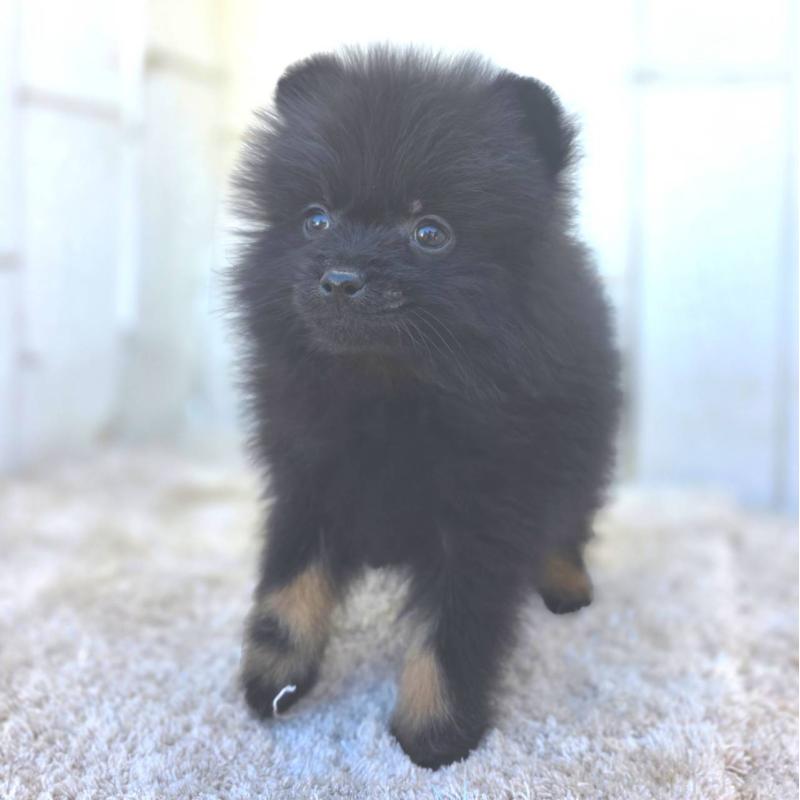 成約済の茨城県のポメラニアン-437268の7枚目