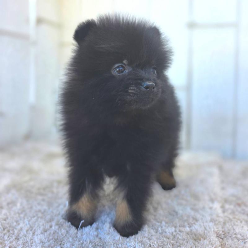 成約済の茨城県のポメラニアン-437268の6枚目