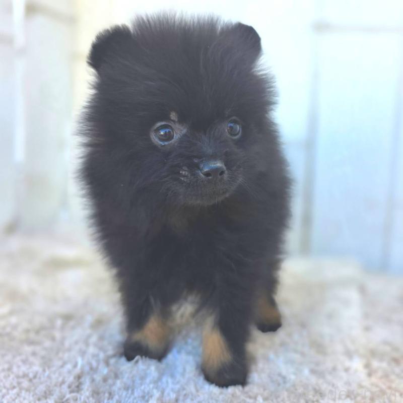 成約済の茨城県のポメラニアン-437268の5枚目