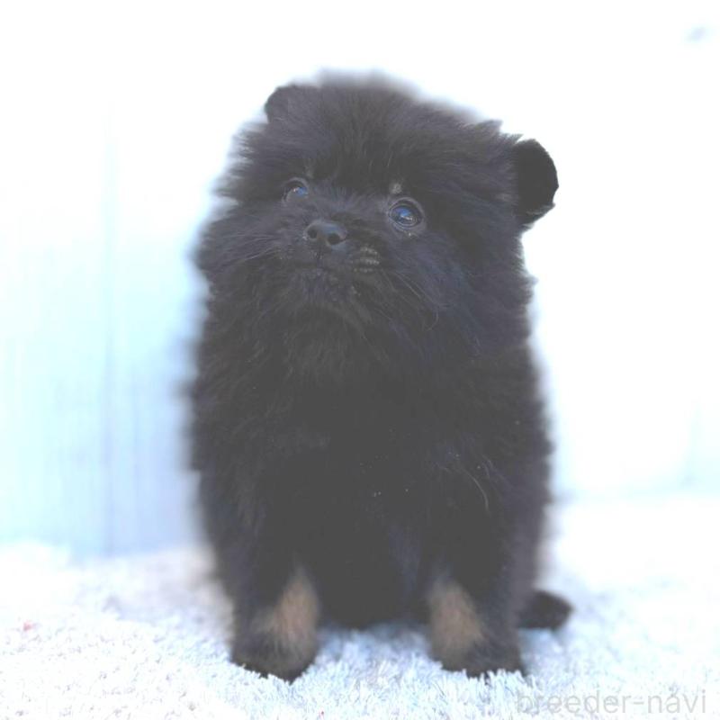 成約済の茨城県のポメラニアン-437268の4枚目