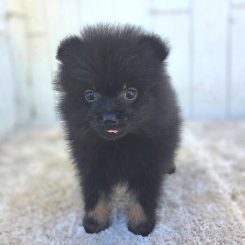 成約済の茨城県のポメラニアン-437268の3枚目