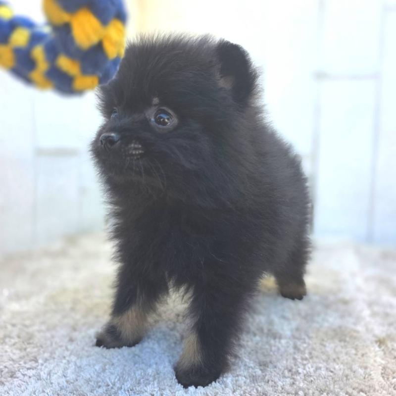 成約済の茨城県のポメラニアン-437268の2枚目