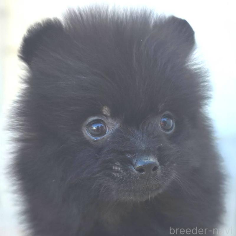 販売中の茨城県のポメラニアン-437268