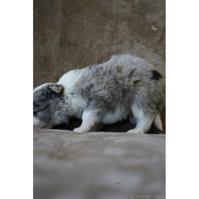 販売中の福岡県のボーダーコリー-441656の3枚目