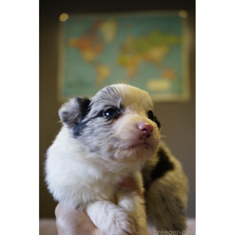 販売中の福岡県のボーダーコリー-441657の4枚目