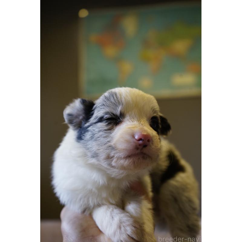 販売中の福岡県のボーダーコリー-441657の3枚目