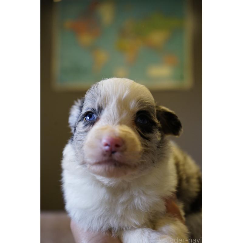 販売中の福岡県のボーダーコリー-441657の2枚目