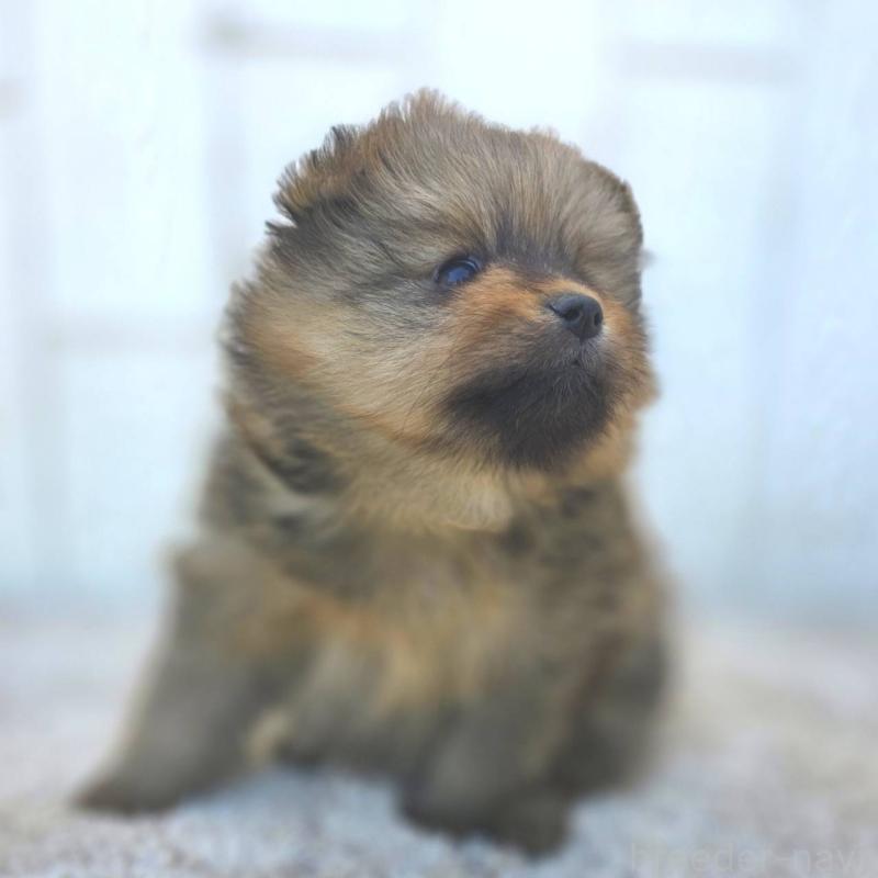 販売中の茨城県のポメラニアン-439499の47枚目