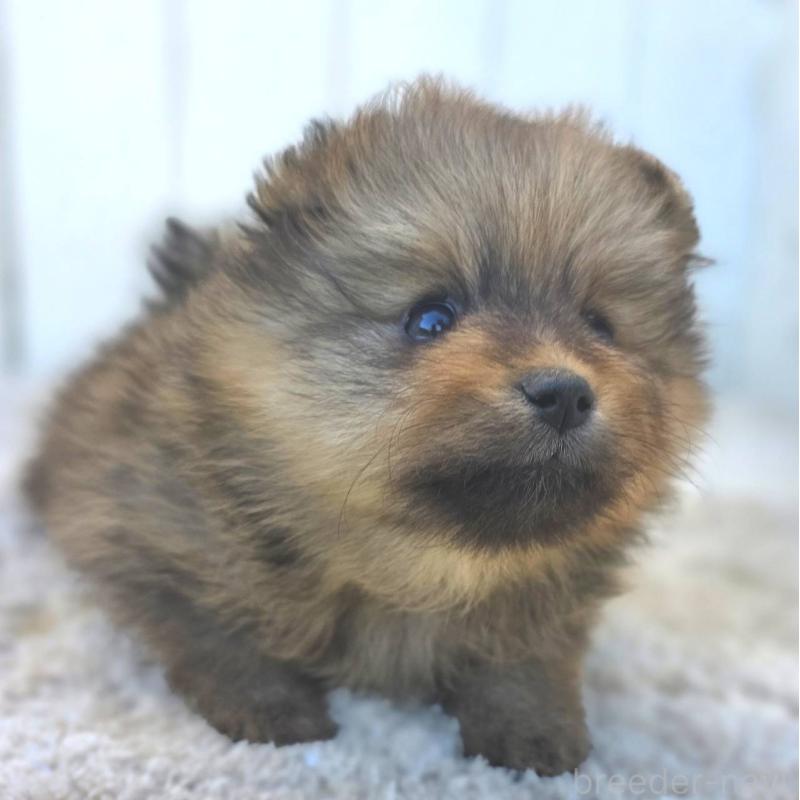 販売中の茨城県のポメラニアン-439499の46枚目