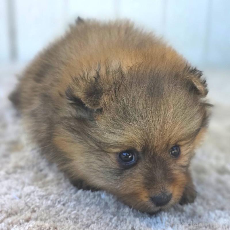 販売中の茨城県のポメラニアン-439499の45枚目