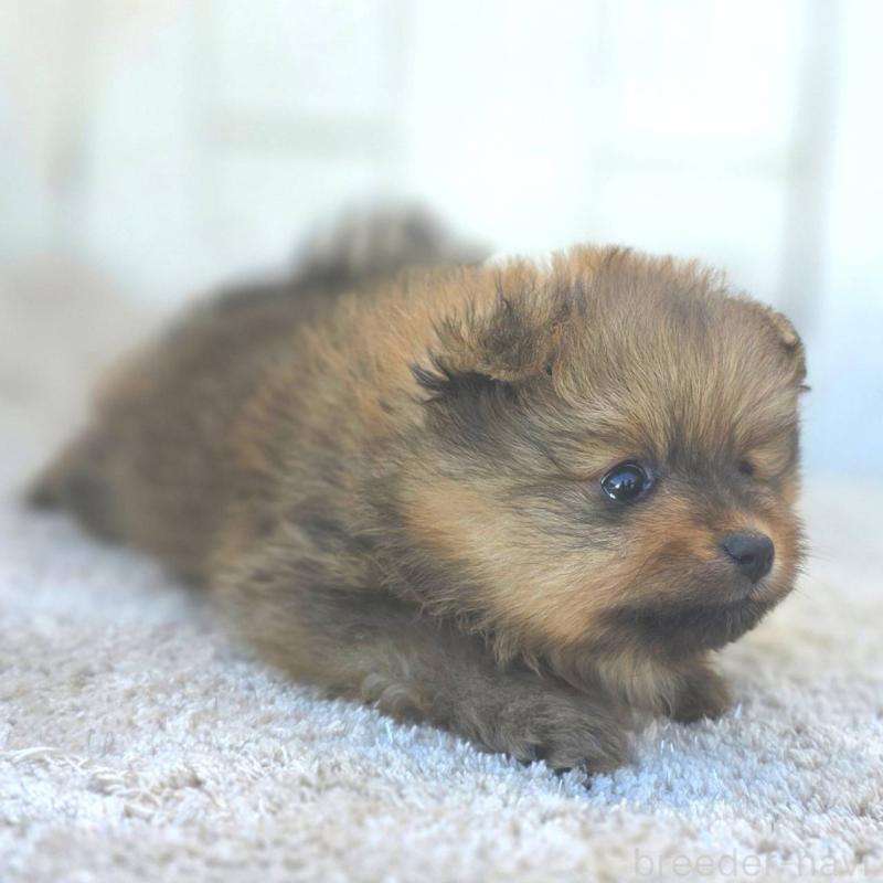 販売中の茨城県のポメラニアン-439499の43枚目