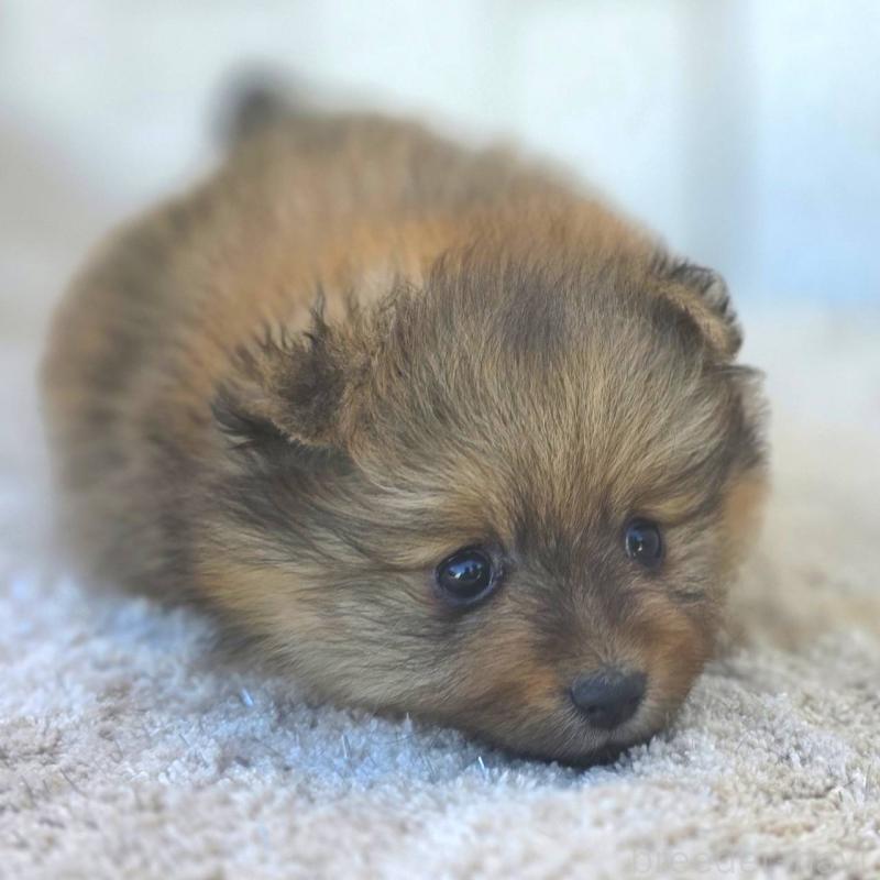 販売中の茨城県のポメラニアン-439499の42枚目