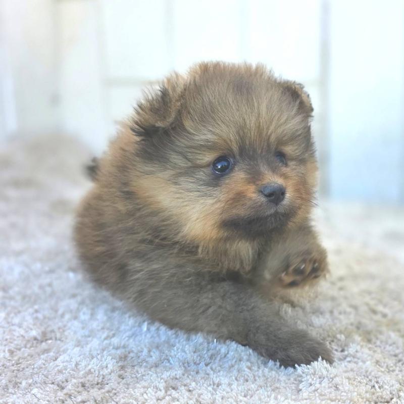 販売中の茨城県のポメラニアン-439499の41枚目