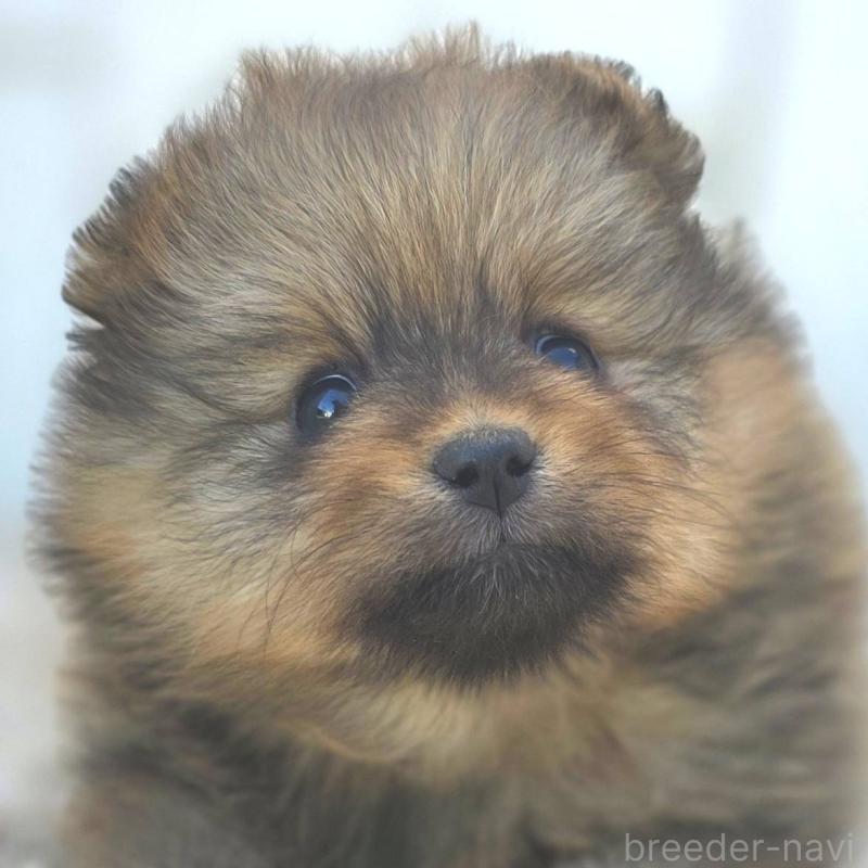 販売中の茨城県のポメラニアン-439499の40枚目
