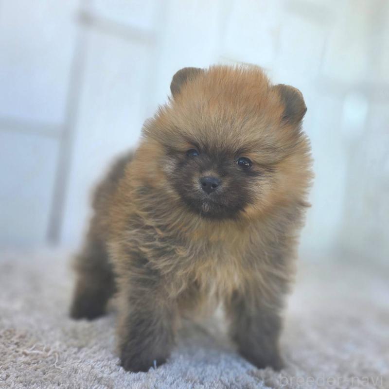 販売中の茨城県のポメラニアン-439502の55枚目