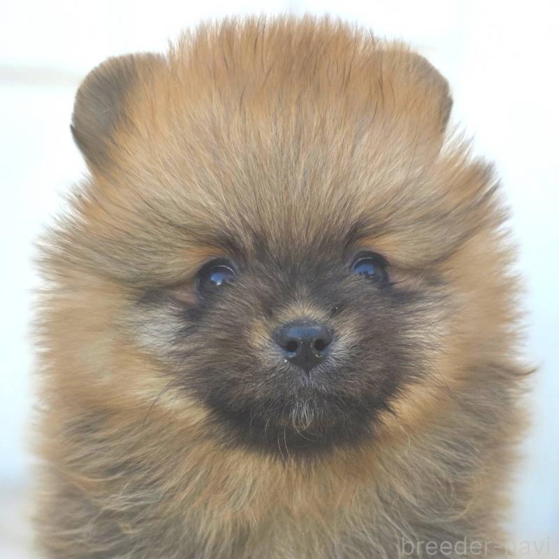 販売中の茨城県のポメラニアン-439502の53枚目