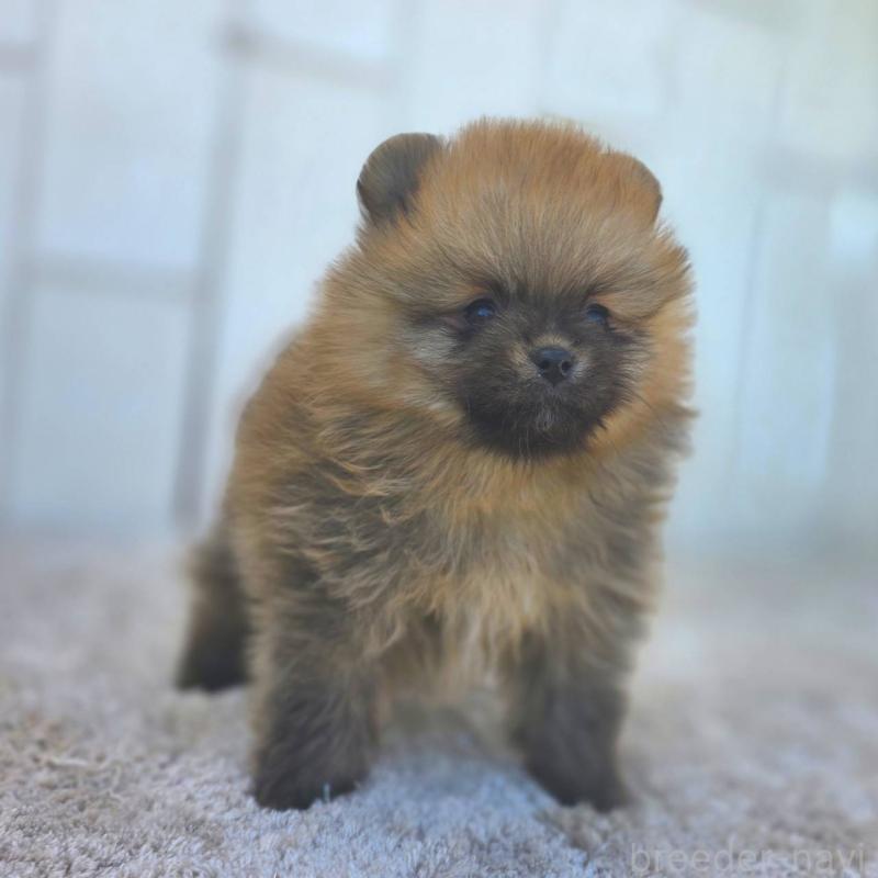 販売中の茨城県のポメラニアン-439502の52枚目