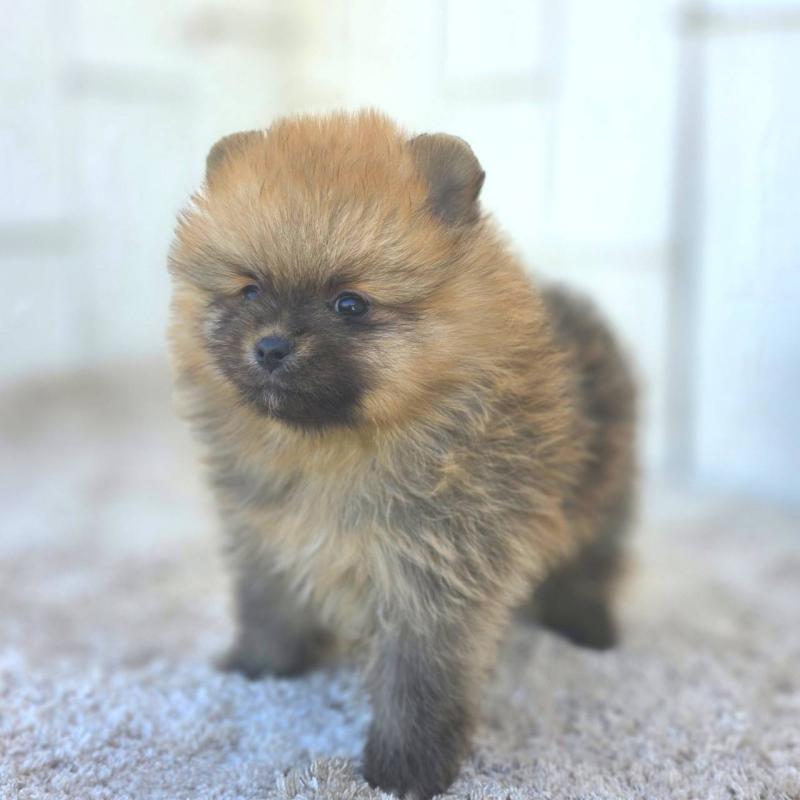 販売中の茨城県のポメラニアン-439502の51枚目