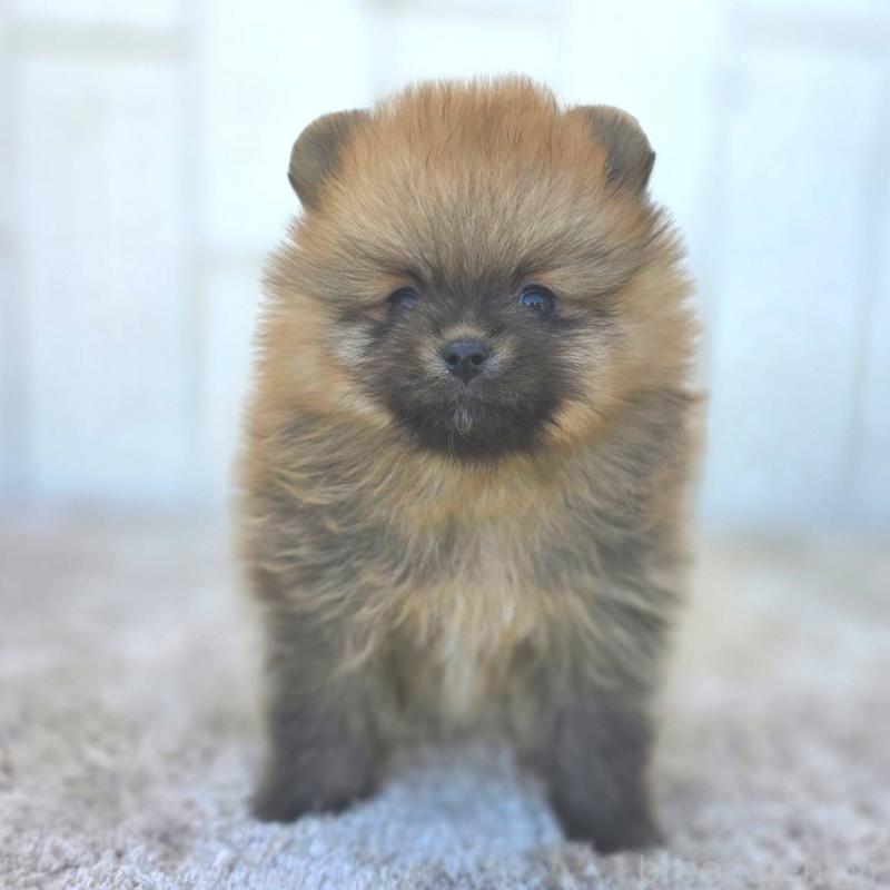 販売中の茨城県のポメラニアン-439502の50枚目