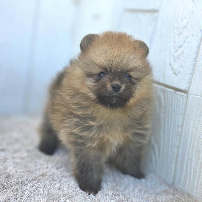 販売中の茨城県のポメラニアン-439502の49枚目