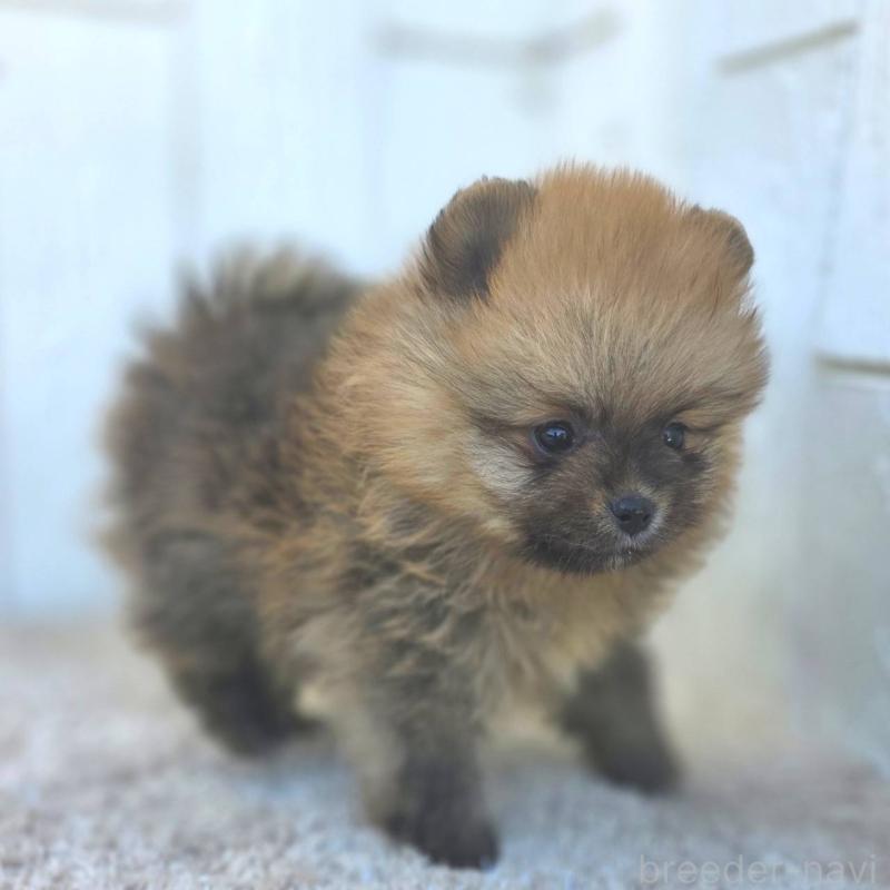 販売中の茨城県のポメラニアン-439502の48枚目